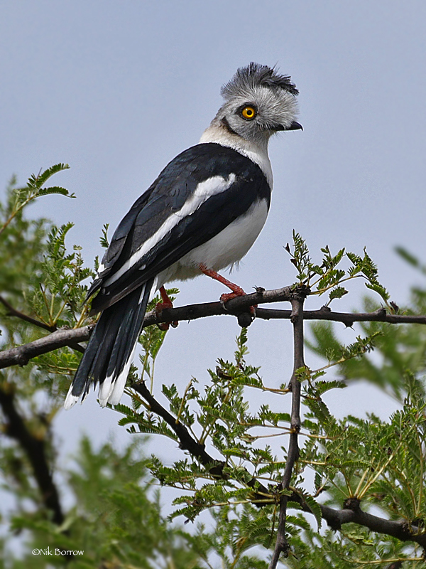 Grey-Crested Helmetshrike