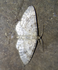 Hydrelia sylvata