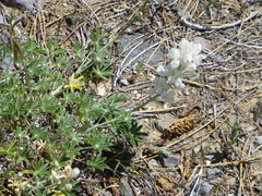 Lupinus grayi
