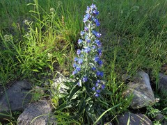 Echium vulgare