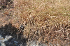 Bromus rigidus