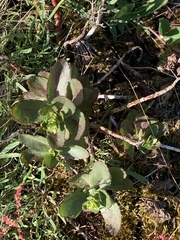 Hylotelephium maximum