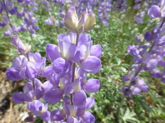 Lupinus grayi
