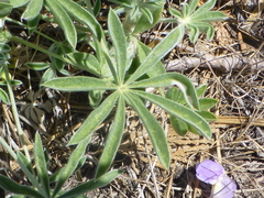 Lupinus grayi