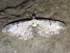 Eupithecia succenturiata
