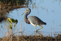Egretta tricolor image