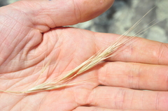 Bromus rigidus