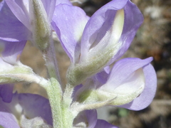 Lupinus grayi