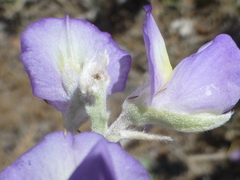 Lupinus grayi