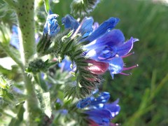 Echium vulgare