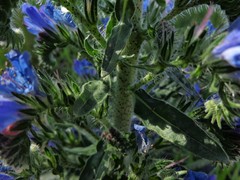Echium vulgare