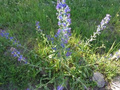 Echium vulgare