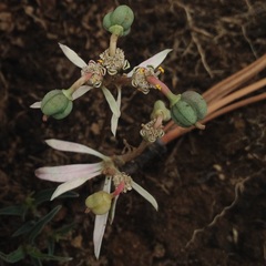Euphorbia radians