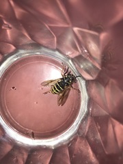 Temnostoma excentrica