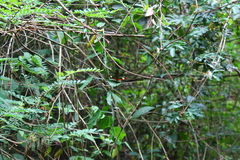 Heliconius hortense