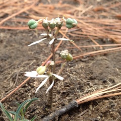 Euphorbia radians