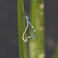 Enallagma laterale