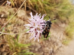 Copestylum limbipenne