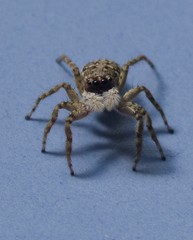 Menemerus semilimbatus