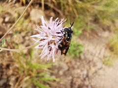 Copestylum limbipenne