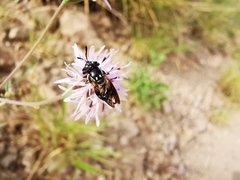Copestylum limbipenne