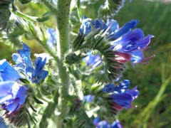 Echium vulgare
