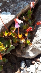 Schizocodon soldanelloides