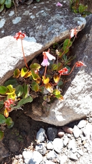 Schizocodon soldanelloides