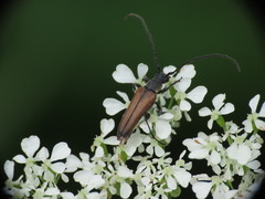 Trachysida mutabilis