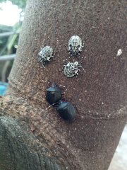 Antiteuchus mixtus