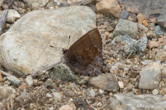 Callophrys irus