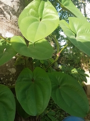 Dioscorea villosa