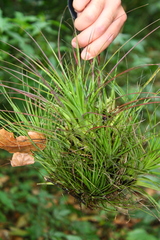 Tillandsia punctulata