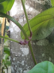 Dioscorea villosa