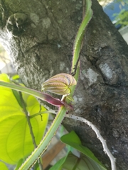 Dioscorea villosa