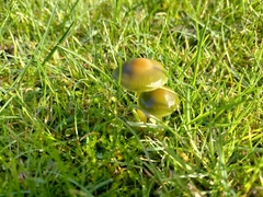 Gliophorus psittacinus