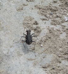 Cicindela ocellata rectilatera