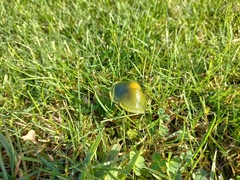 Gliophorus psittacinus