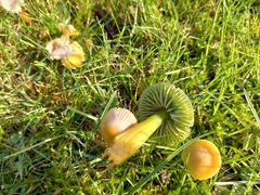 Gliophorus psittacinus