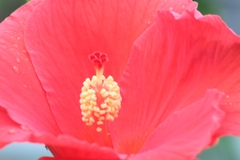 Hibiscus rosa-sinensis