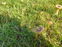 Gliophorus psittacinus