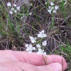 Ptilimnium capillaceum