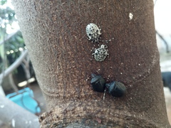Antiteuchus mixtus