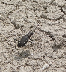 Cicindela ocellata rectilatera