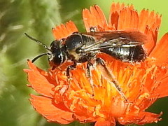 Andrena alleghaniensis