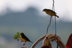 Euphonia laniirostris