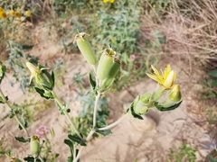 Mentzelia reverchonii