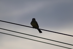 Tyrannus melancholicus