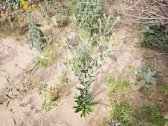 Mentzelia reverchonii