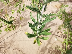 Mentzelia reverchonii